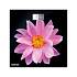 картинка Весы напольные электронные CENTEK CT-2416 180кг Pink Flower  от компании ГлавТорг Красноярск