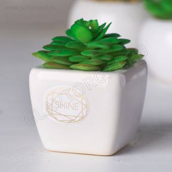Суккулент в керамическом горшочке Shine, 7.5 ? 5.5 ? 6 см   4095592
